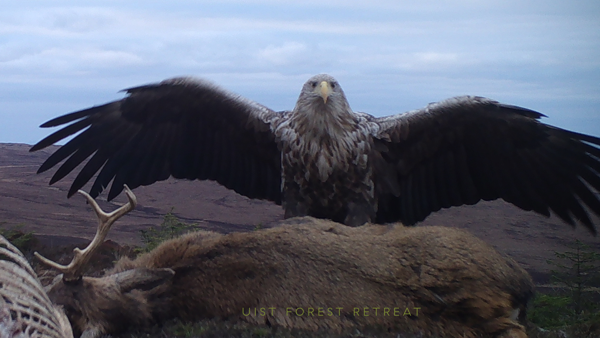 white tailed eagle