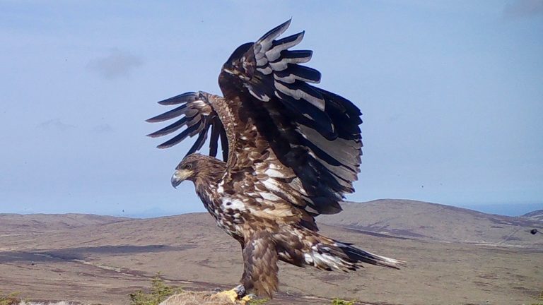 white-tailed eagle