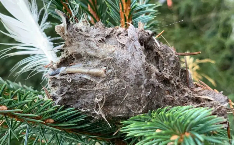 eagle prey pellet