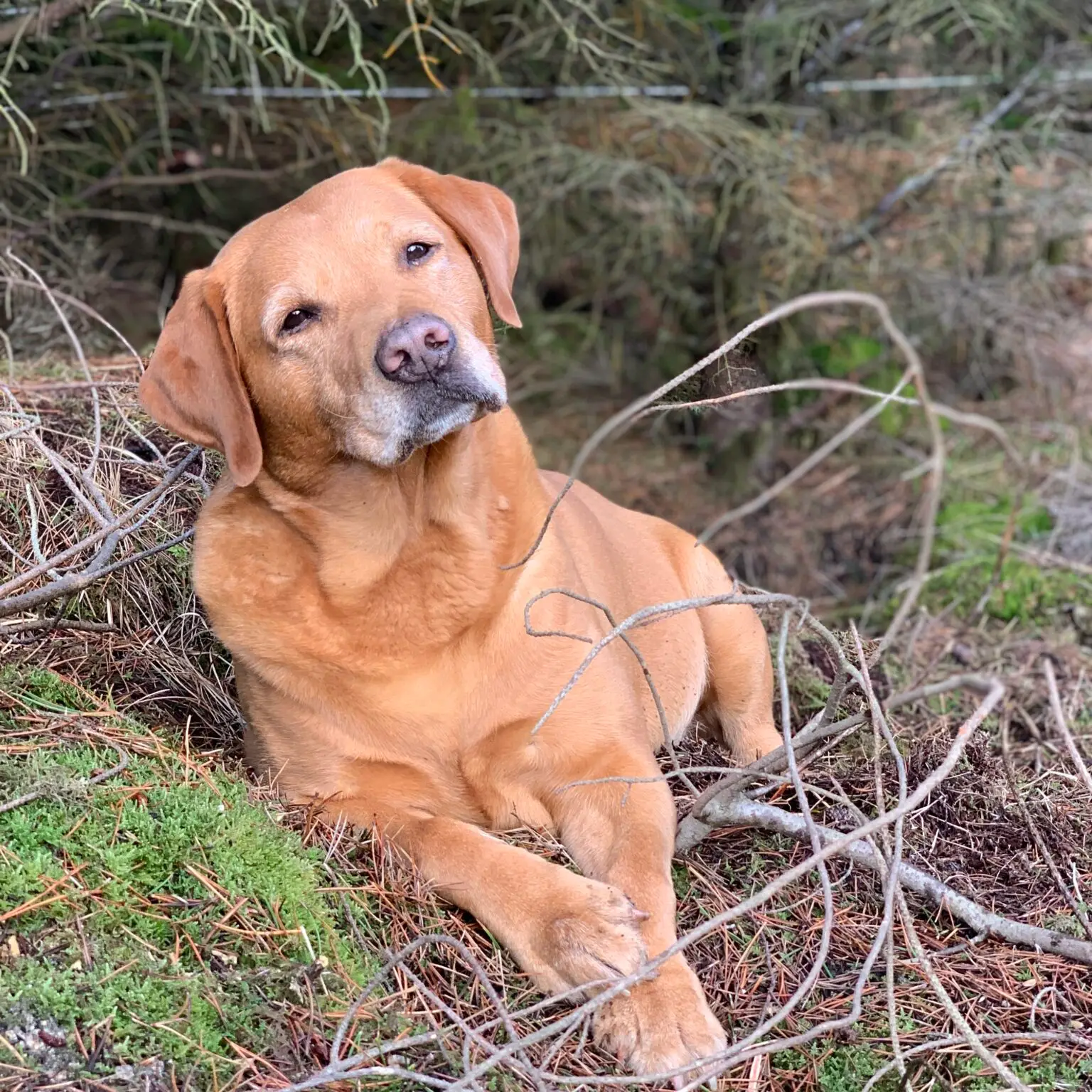 Darach the labrador. Uist Forest Retreat.