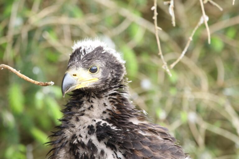 Wildlife researchers handling a young white-tailed eagle chick as part of monitoring work near a self-catering retreat in North Uist.