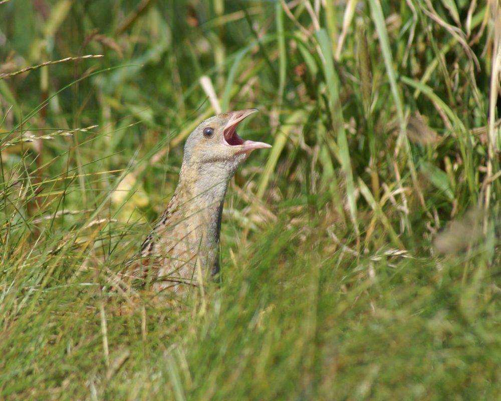 Corncrake North Uist Corncrake Uist Forest Retreat