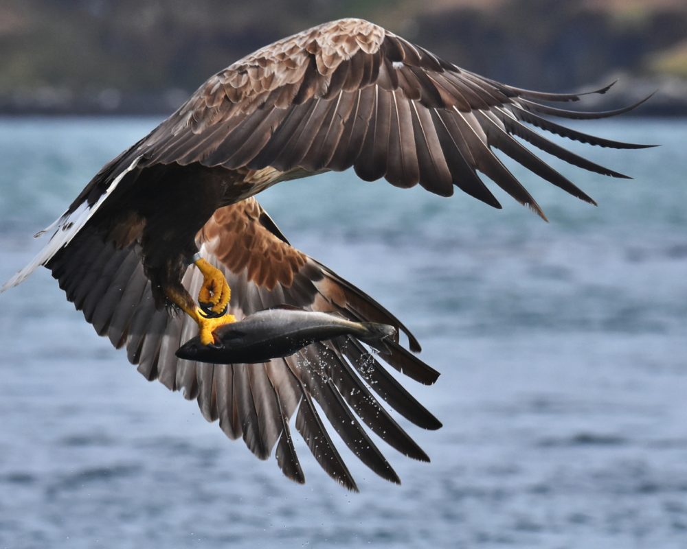 eagle claw fish uist outer hebrides