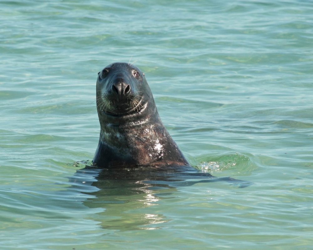 Seal Monach Isles by Western Isles Wildlife