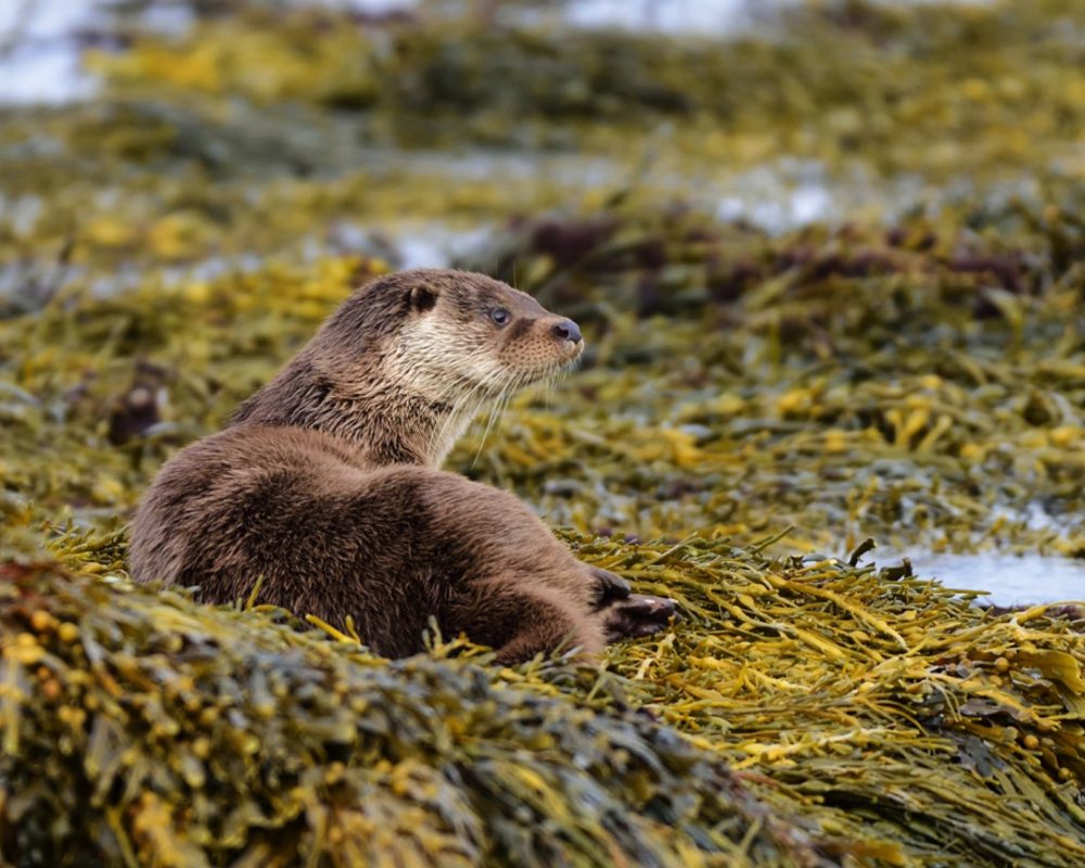 Otter North Uist by Western Isles Wildlife