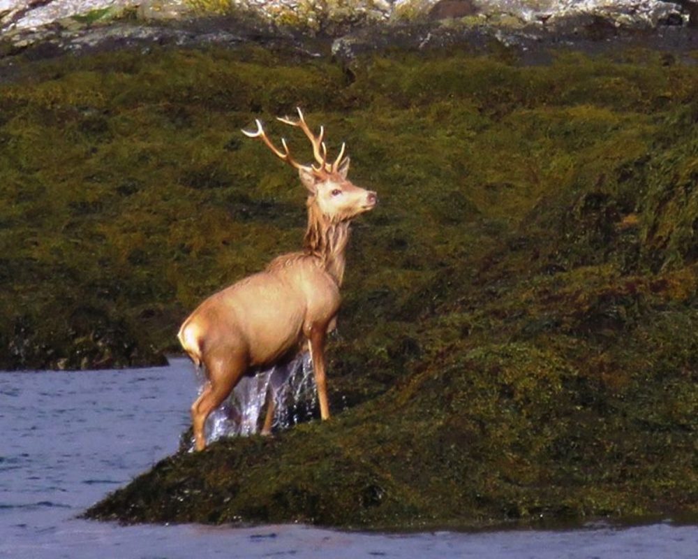 stag dripping uist outer hebrides