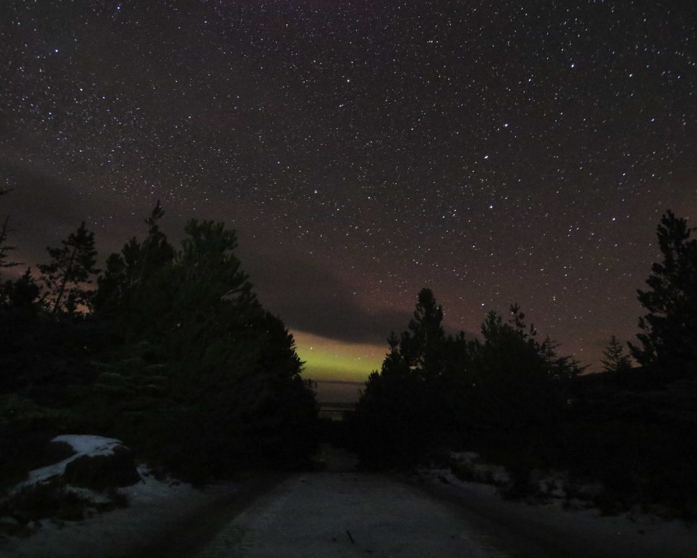 aurora borealis from the forest