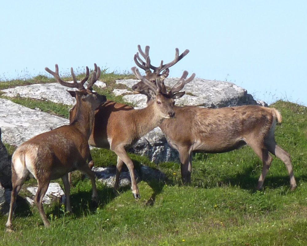 young stags uist western isles